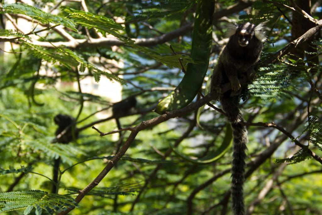 Rio Nature Hostel Ρίο ντε Τζανέιρο Εξωτερικό φωτογραφία